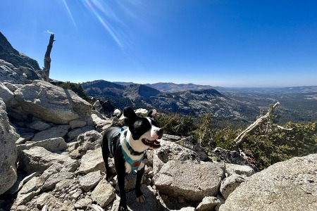 Tahoe Hiking #4_Rubicon Peak Trail, 강아지와 함께하는 Hiking 🐕⛰