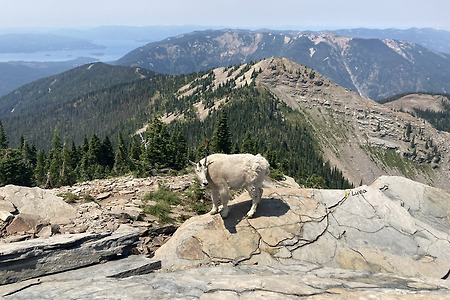 정상에 산양 (Mountain Goat)이 사는 Scotchman Peaks trail 🐐