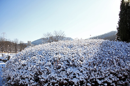 눈... 꽃이 되다 (인천대공원. 2012.12.30.일)