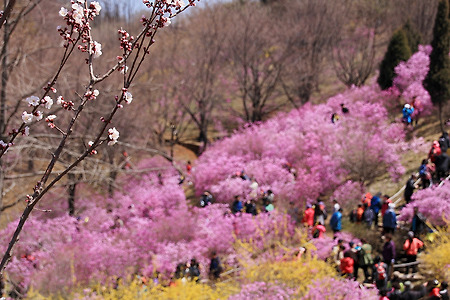 살구나무와 진달래 (원미산. 2013.04.14.일)