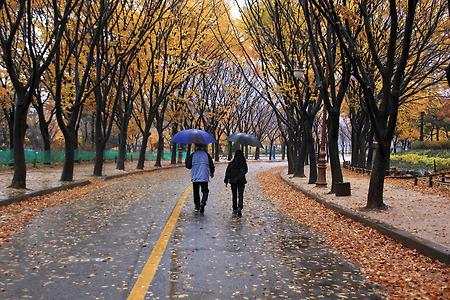 비 내리는 가을 길... (인천대공원. 2012.11.11.일)
