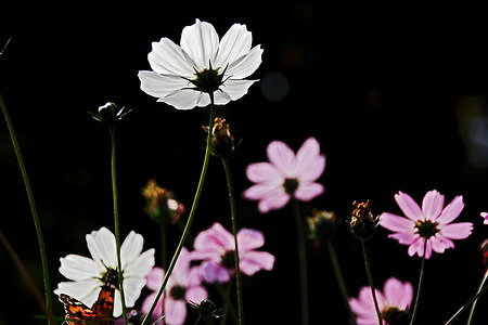 가을빛 꽃과 나비 (인천환경공단 청라사업소. 2011.11.05.토)