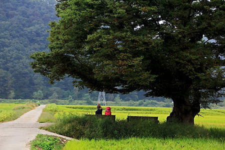 느티나무가 있는 풍경 (보은군 마로면. 2011.09.18.일) 