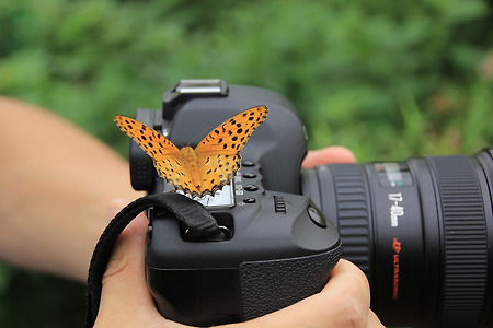 나비와 카메라 (나비공원. 2011.08.06.토)