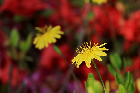 꽃과 빛과 색 (용담근린공원. 2012.05.19.토)