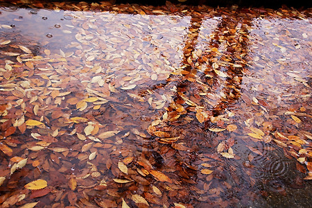 빗물에 잠긴 가을... (인천대공원. 2012.11.11.일)