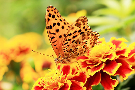 나비공원의 나비들 (나비공원. 2012.06.02.토)
