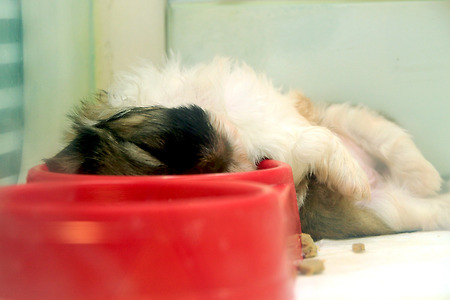 아기 강아지의 낮잠 (2011.05.07.토)