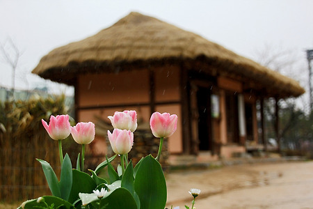 꽃이 있는 풍경 (월미공원. 2012.04.21.토)
