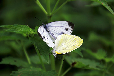 나비 짝짓기 (나비공원. 2011.06.25.토)