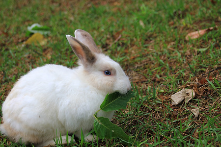 토끼 (올림픽공원. 2011.05.21.토)