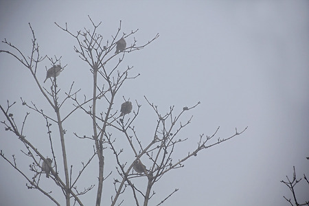 참새들의 아침 (소래습지생태공원. 2013.03.31.일)