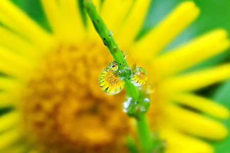 물방울 속에 핀 꽃 (나비공원. 2011.08.06.토) 