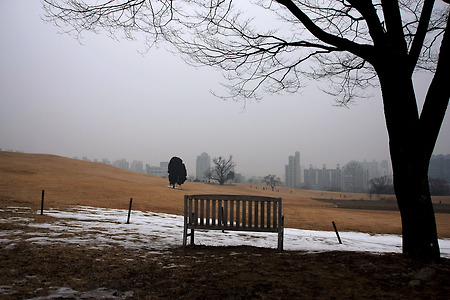 빈 의자와 홀로선 나무 (올림픽공원. 2011.02.04.금)