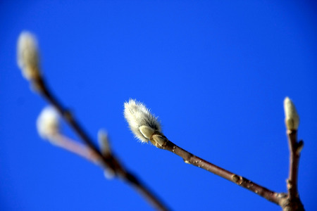 가장 추운 날의 봄 (부평공원. 2011.01.30.일)