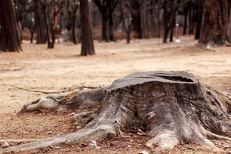 뿌리깊은 나무도 (양재 시민의 숲. 2012.03.25.일)