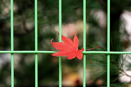 단풍 낙엽 (천안. 2012.11.25.일)