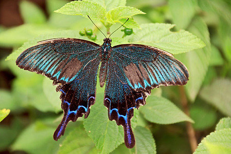 나비들의 공간 (나비공원. 2011.07.30.토)