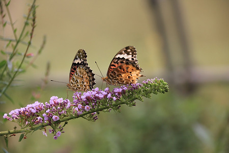 나비들의 이야기 (나비공원. 2011.08.06.토)