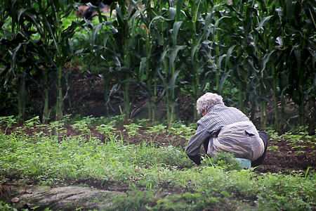 할머니의 텃밭 (벽초지문화수목원. 2012.07.14.토)