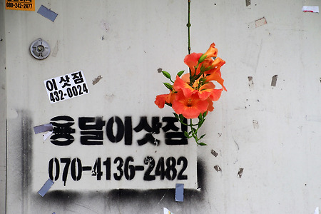 골목길에 핀 꽃 (십정동. 2016.07.24.일)