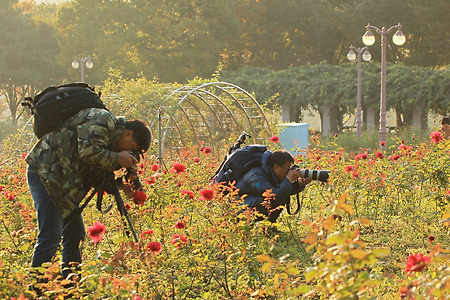 가을 장미와 사진가 (인천대공원. 2013.10.26.토)
