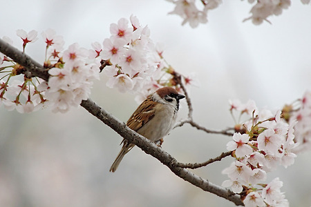 새들의 봄 (인천대공원. 2014.04.13.일)