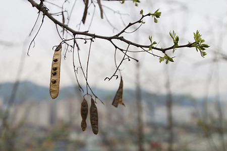 봄인들 가을인들... (원신근린공원. 2015.04.19.일)