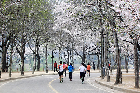 봄을 달린다 (인천대공원. 2014.04.13.일)