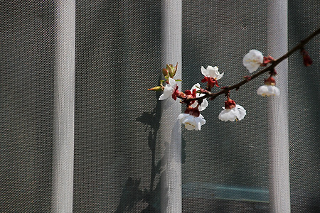 그대 창가에 한송이 꽃이 되어... (부곡. 2013.04.13.토)