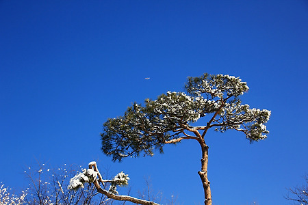눈... 소나무 (인천대공원. 2012.12.30.일)