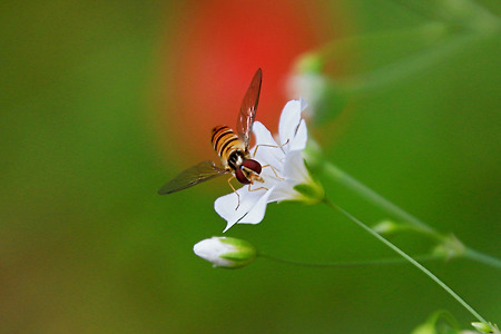 작은 꽃. 작은 벌 (부곡. 2015.05.30.토)