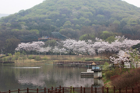 인천대공원의 봄 (2014.04.13.일)