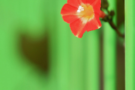 붉은유홍초 (안성. 2014.10.19.일)