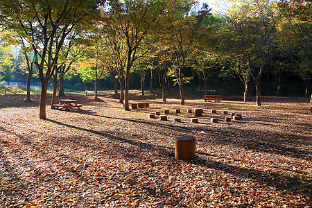 가을은 아프다 (인천대공원. 2016.10.30.일)