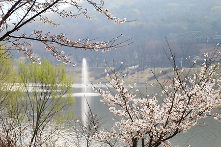 인천대공원의 봄 (2015.04.11.토)