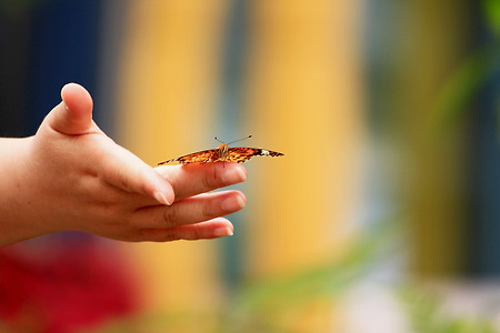 나비와 아이들 (나비공원. 2013.06.16.일)