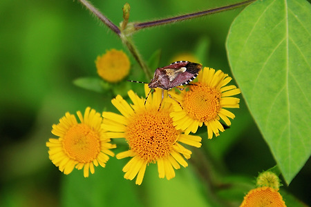 꽃과 곤충들 (인천환경공단청라사업소. 2013.07.21.일)