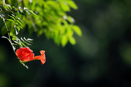 나비공원의 꽃들 (2013.08.10.토)