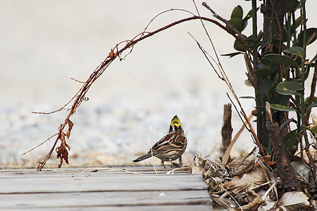 노랑턱멧새와 딱새 수컷 (인천대공원. 2014.03.08.토)