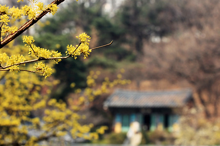 산수유 (봉은사. 2014.03.23.일)