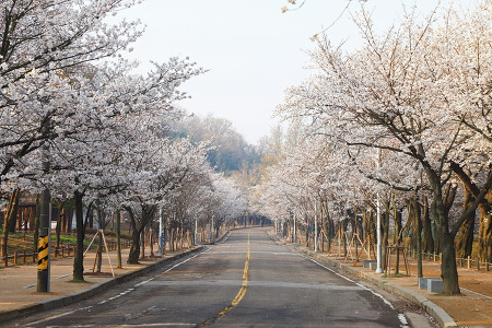 벚꽃길 (인천대공원. 2018.04.11.수)