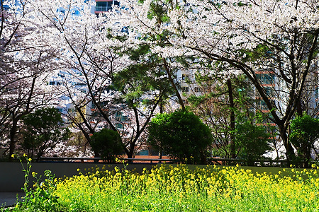 아파트의 봄 (두산2차아파트. 2020.03.31.화)