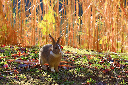 공원 토끼 (사라수변공원. 2018.11.14.수)