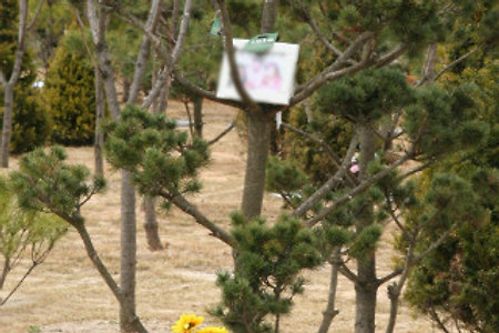 화장 유골, 너무 성급하게 처리하지 마세요.