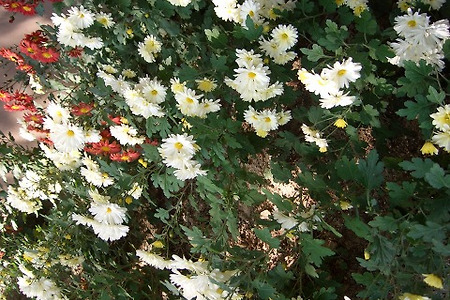 경산에서 오신 고객님(테라칸 차량을 판매하며)-중고차에도 신뢰가 있다