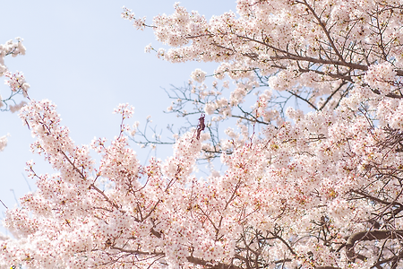 벚꽃 피고... 벚꽃 지고...
