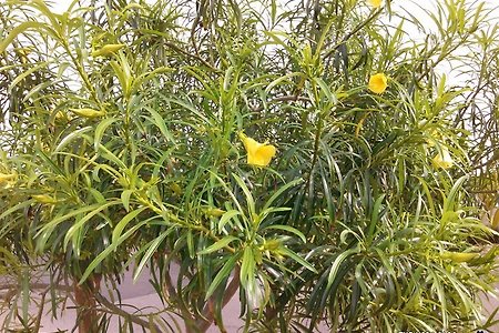 외출에서 만난 예쁜 꽃 Yellow Oleander