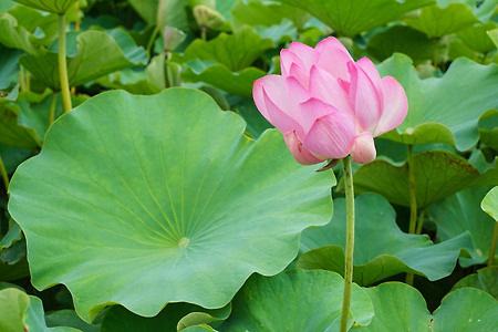 경주 안압지 연꽃