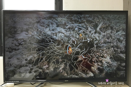 중소기업 UHD TV, 시네eye W4913S 모니터 설정하기